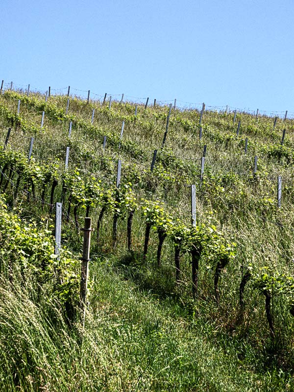 Wicked Garden — Wein-Etikett