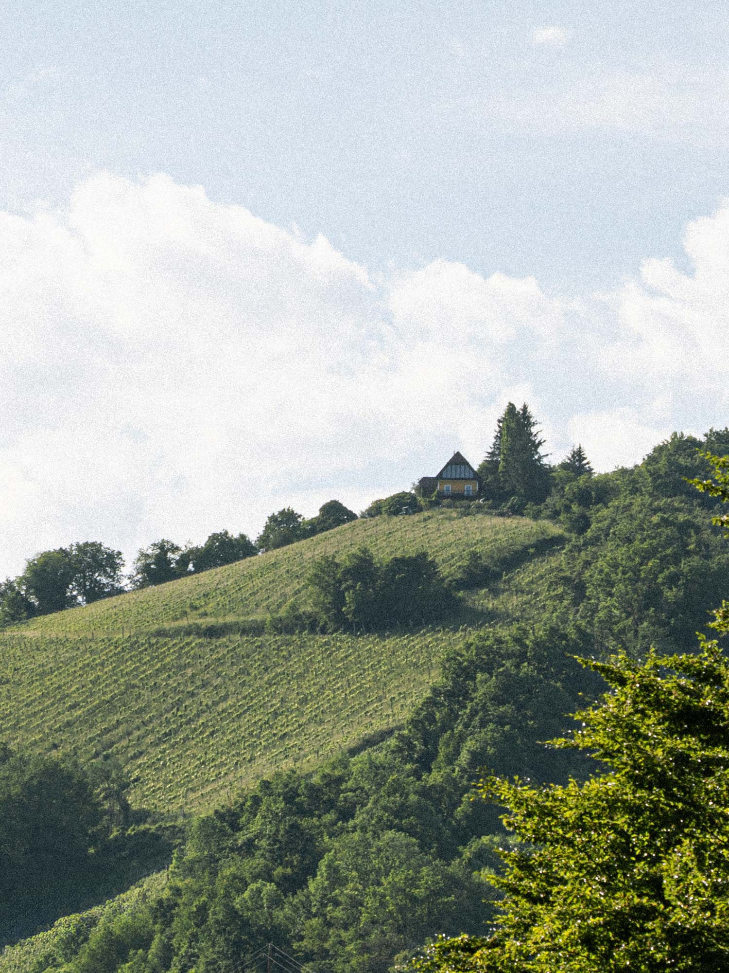 Aura — Wein-Etikett