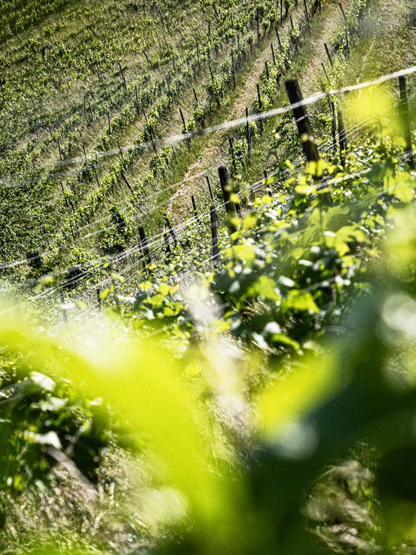 Schilcher — Wein-Etikett